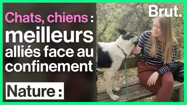 Chats, chiens : meilleurs alliés face au confinement