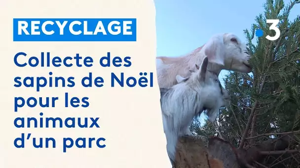 Collecte de sapins de Noël pour les animaux du Parc Du Coq à l’âne dans les Deux-Sèvres