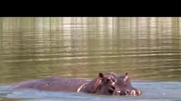 Un animal de compagnie de 1500 kg