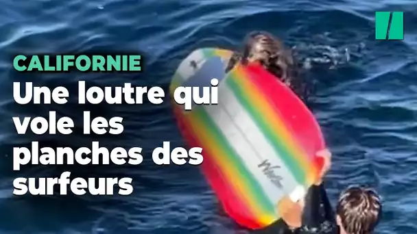 En Californie, des surfeurs se voler leur planche par une loutre de mer