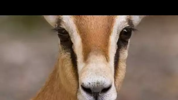 Les gazelles Dorcas - Documentaire animalier