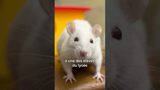 Il est jugé pour avoir mâché une souris vivante