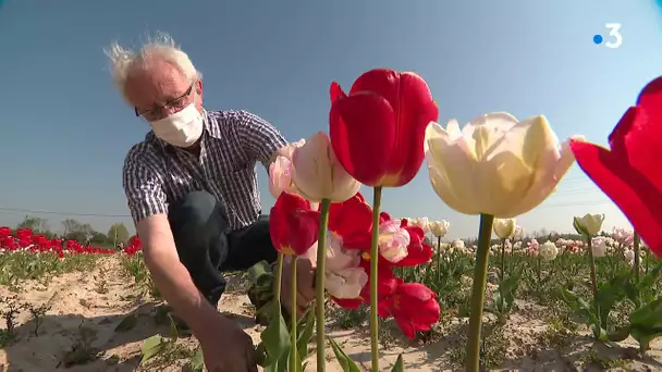 Pas-de-Calais : près de 100 000 tulipes perdues, faute de bénévoles pour les cueillir