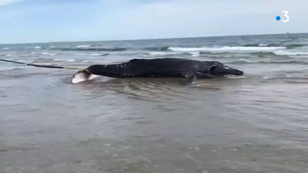 Près de Montpellier : une baleine s'échoue sur la plage du Grand Travers à la Grande-Motte