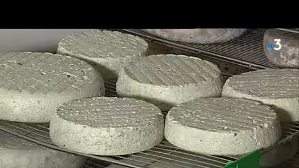 Dans le Golfe du Morbihan, la fromagerie de la mer, une histoire de passions