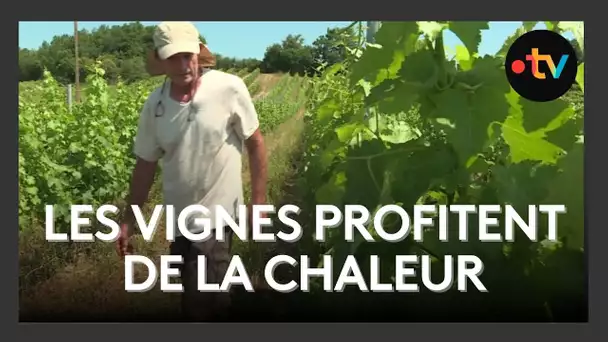 Vignoble charentais : entre soleil, vendanges prometteuses et crise des ventes