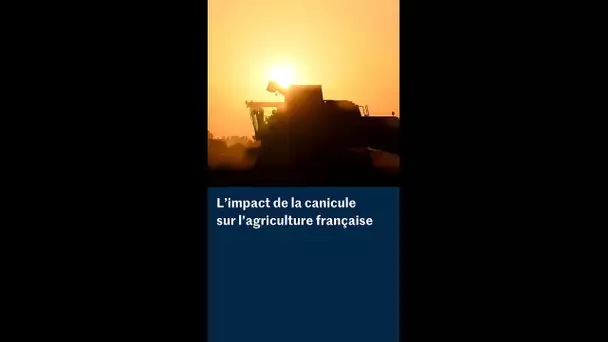 Canicules : l’agriculture française doit songer à se réinventer