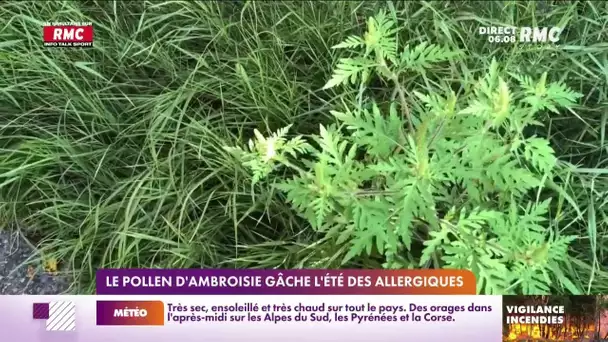 Le pollen d'ambroisie gâche l'été des allergiques