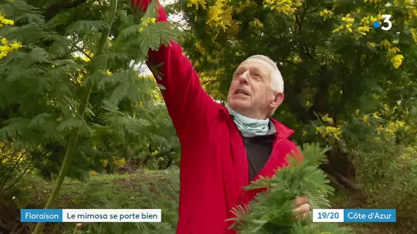 C'est la saison du mimosa dans les Alpes-Maritimes