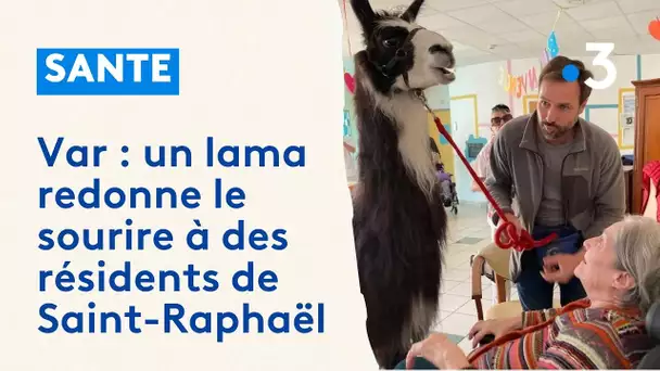 Var : Un lama redonne le sourire à des résidents de Saint-Raphaël
