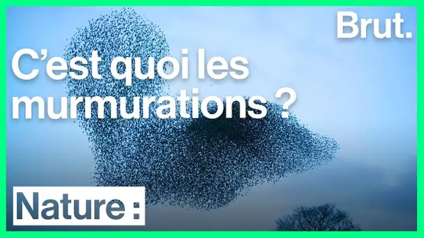 Comment les oiseaux synchronisent-ils leur vol ?