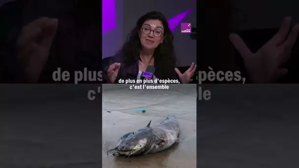 Canicules marines : des conséquences dramatiques sur la biodiversité