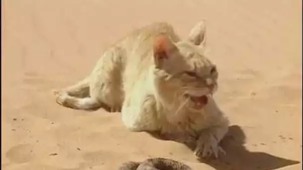 Chat des sables VS Serpent du désert