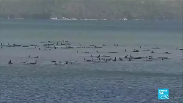Australie : hécatombe de "dauphins-pilotes" coincés dans une baie