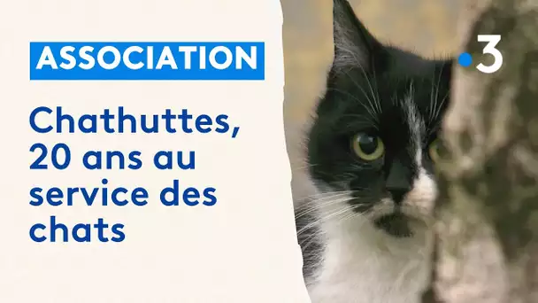 L'association de protection des chats "Les Chathuttes" fête ses 20 ans