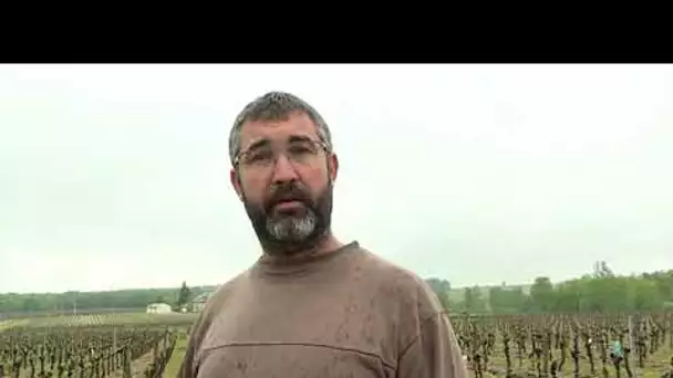 La grêle cause d'importants dégâts dans les vignes en Gironde et en Dordogne