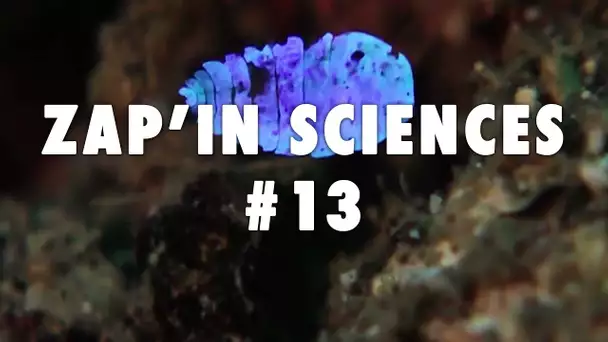 Zap'In Sciences #13 - L'Esprit Sorcier
