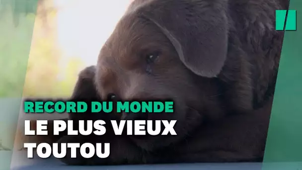 Voici Bobi, le chien le plus vieux de tous les temps