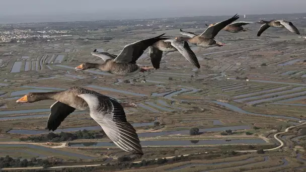 Les routes secrètes des oiseaux migrateurs