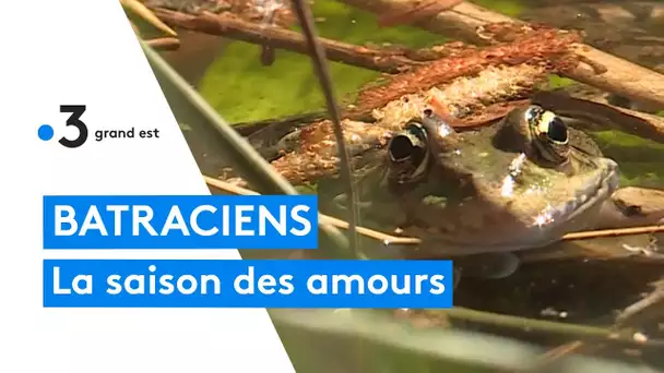 Les batraciens cherchent l'amour au jardin botanique de Strasbourg