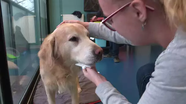 Fécamp :  des animaux qui "portent bonheur" à l'institut médico-éducatif