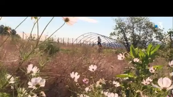 A Marseille la ferme Capri est la dernière née des fermes urbaines