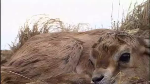 Animaux du désert : La saison des Gazelles