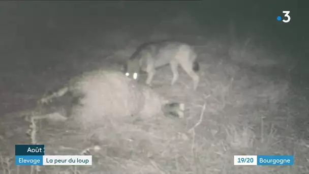 Saône-et-Loire : la présence du loup est confirmée dans le Charolais