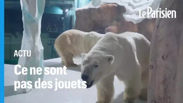 En Chine, l’ouverture d’un hôtel exhibant des ours polaires en captivité suscite l’indignati