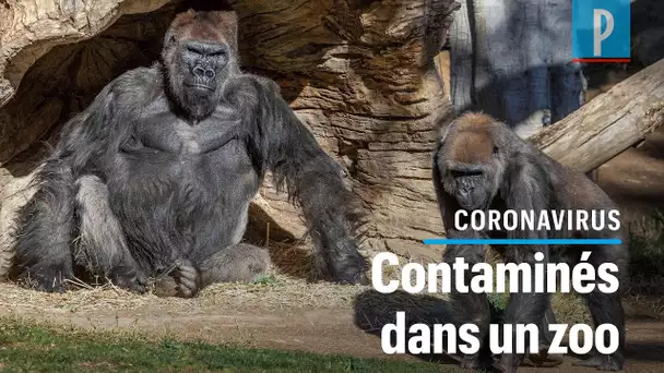 Covid-19 : des gorilles testés positifs dans un zoo à San Diego