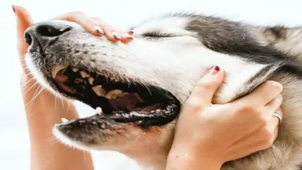 Les chiens sont plus fiables que certains humains