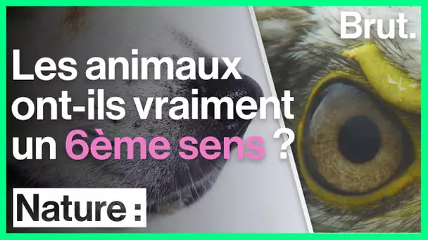 Le 6ème sens des animaux : mythe ou réalité ?