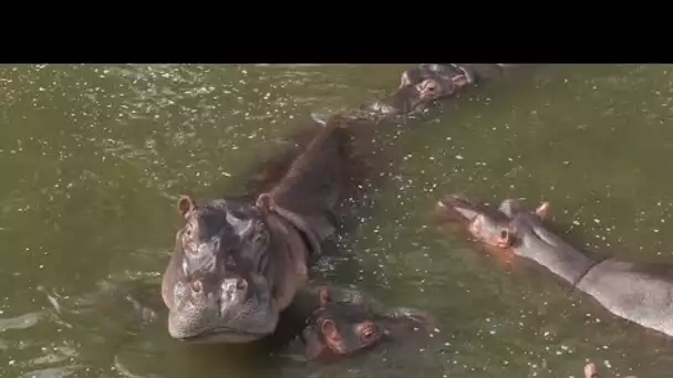 Colombie : des hippopotames hors contrôle, le pesant héritage animalier de Pablo Escobar