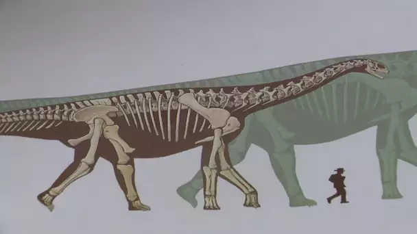 Paléontologie à Angoulême : après les fouilles place à la reconstitution des fossiles des dinosaures