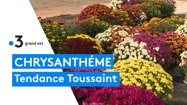 Il est encore temps d'acheter vos chrysanthèmes
