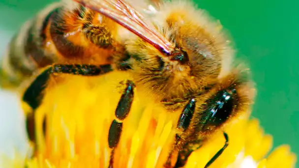 Des abeilles sauvées par la découverte d'un nutriment
