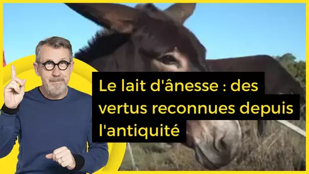 Le lait d'ânesse : des vertus reconnues depuis l'antiquité - C Jamy