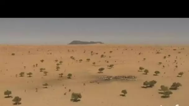 Mali : troupeaux au puits dans le désert
