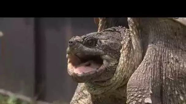Tortues dangereuses