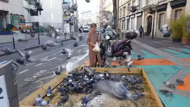 Pigeons, le fléau des villes