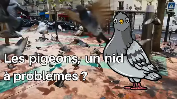 Pigeons, le fléau des villes