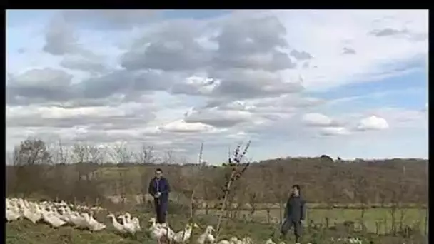 [Vaccination de volailles dans les Landes]