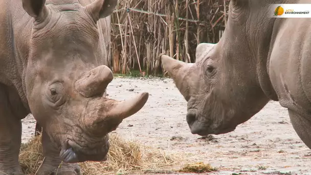 Le Zoo safari de Thoiry transforme son fumier en énergie verte