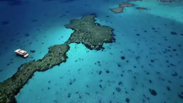 Unesco : la Grande Barrière de corail bientôt classée site « en danger » ?