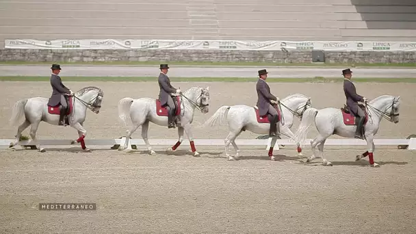 MEDITERRANEO – En Slovénie, à la découverte des chevaux slovènes, les Lipizzans