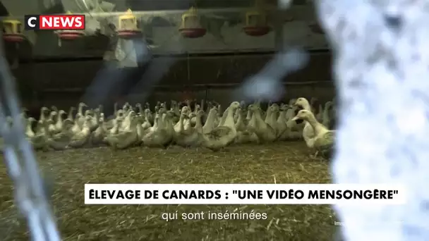 Elevage de canards : "une vidéo mensongère"