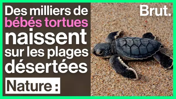 Des milliers de bébés tortues naissent sur les plages désertées d'Inde