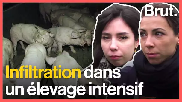 La réalité de l&#039;élevage intensif, infiltration avec Charlie Danger et Little Gypsy