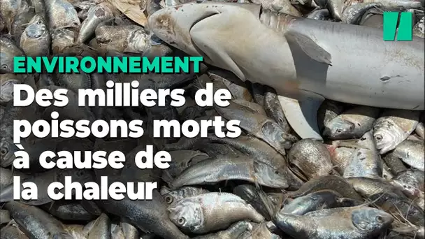 À cause de la chaleur, des milliers de poissons retrouvés morts sur une plage du Texas