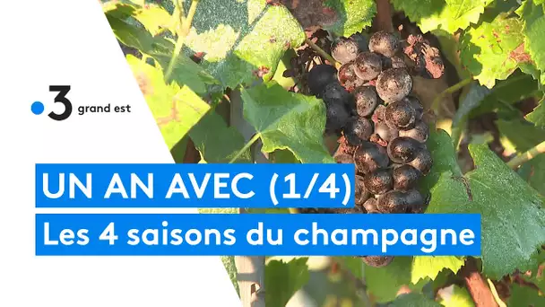 Les 4 saisons du champagne. Episode 1 : l'automne et les vendanges